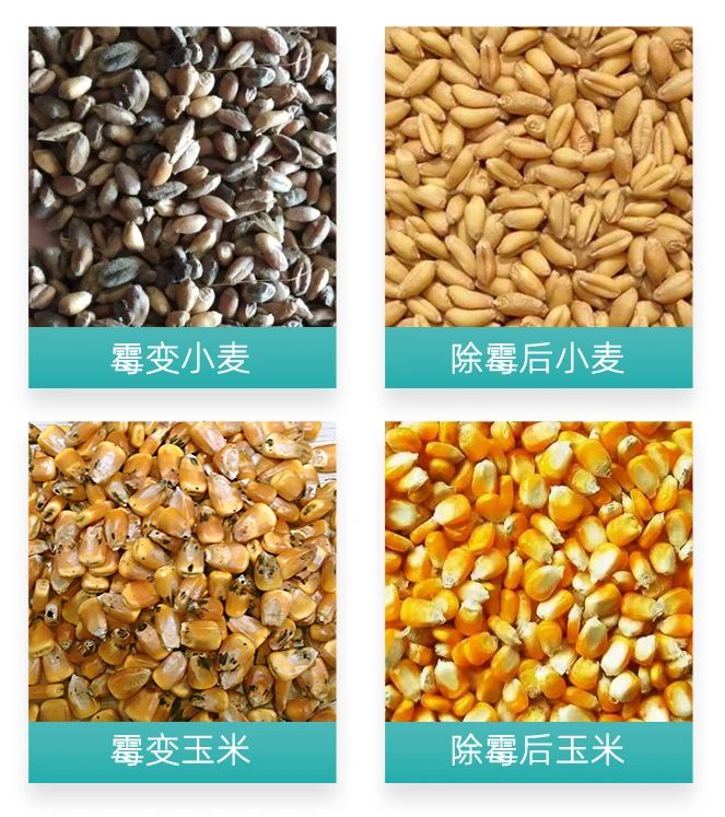 大宗發霉發芽小麥如何處理