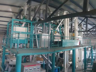 河南蘭考100噸級玉米加工設備客戶加工現場