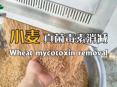 華豫萬通真菌毒素消減機(jī)為全球糧食安全儲(chǔ)存保駕護(hù)航！