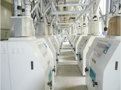 河北日產600噸面粉加工設備現場